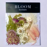 押し花｜花材セット  ソリダコ　Pressed Flower Kit インテボードリア・ギフト・ウェルカムなどのハンドメイドに　F-1162　BLOOM MAISON
