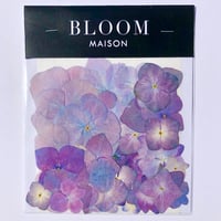 押し花｜花材セット  アジサイ  Pressed Flower Kit インテリア・ギフト・ウェルカムボードなどのハンドメイドに　F-1131　BLOOM MAISON