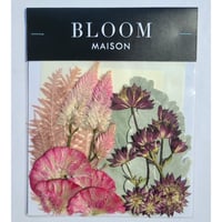 押し花｜花材セット ケイトウ Pressed Flower Kit インテリア・ギフト・ウェルカムボードなどのハンドメイドに　F-1097　BLOOM MAISON