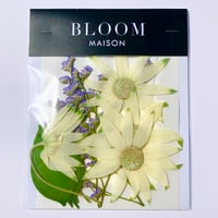 押し花｜花材セット  フランネルフラワー　Pressed Flower Kit インテボードリア・ギフト・ウェルカムなどのハンドメイドに　F-1166　BLOOM MAISON