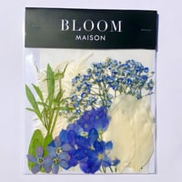 押し花｜花材セット  カスミ草　Pressed Flower Kit インテボードリア・ギフト・ウェルカムなどのハンドメイドに　F-1172　BLOOM MAISON