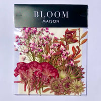 押し花｜花材セット 　ケイトウ　Pressed Flower Kit インテボードリア・ギフト・ウェルカムなどのハンドメイドに　F-1220　BLOOM MAISON