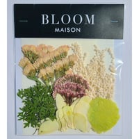 押し花｜花材セット  デンファレ  Pressed Flower Kit インテリア・ギフト・ウェルカムボードなどのハンドメイドに　F-1123　BLOOM MAISON