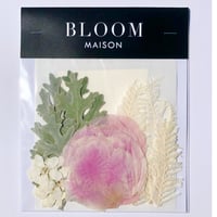 押し花｜花材セット  ホワイトスター  Pressed Flower Kit インテリア・ギフト・ウェルカムボードなどのハンドメイドに　F-1133　BLOOM MAISON