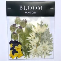 押し花｜花材セット  丹頂アリウム　Pressed Flower Kit インテボードリア・ギフト・ウェルカムなどのハンドメイドに　F-1156　BLOOM MAISON