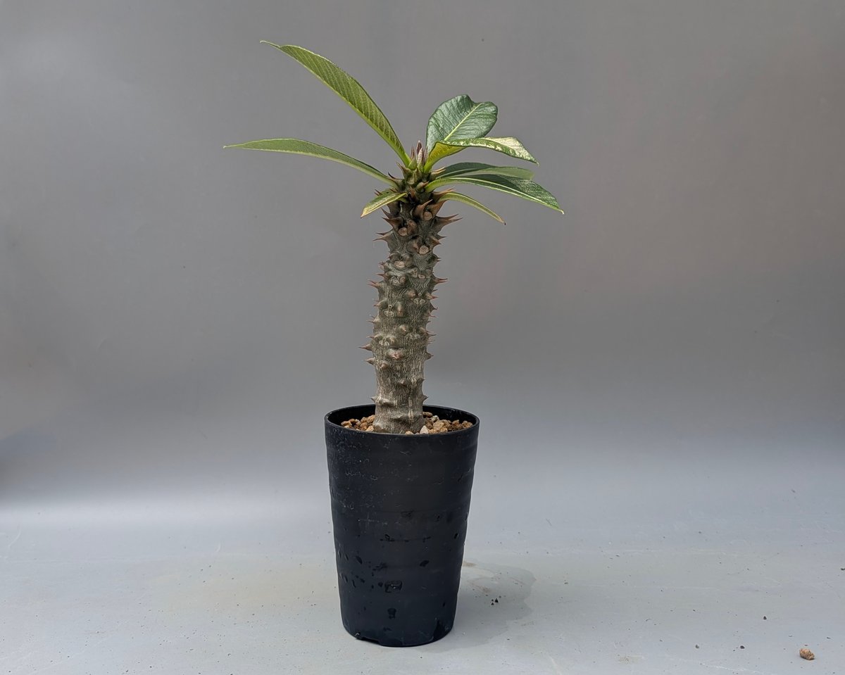パキポディウム バロニー実生株047 Pachypodium baronii | Sunny