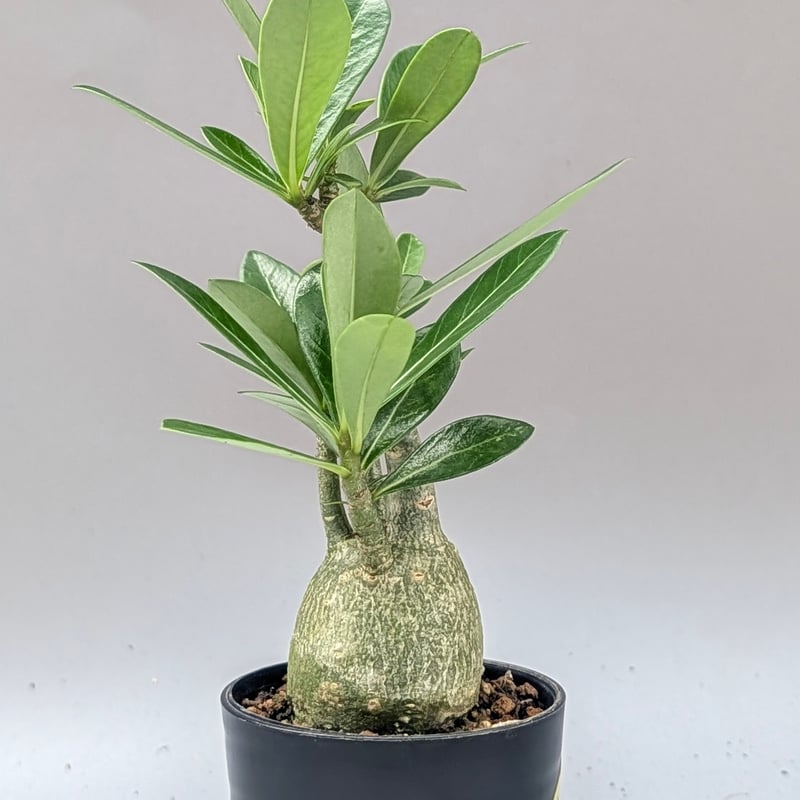 アデニウム アラビカム 実生株 Adenium arabicum 010 | Sunny B