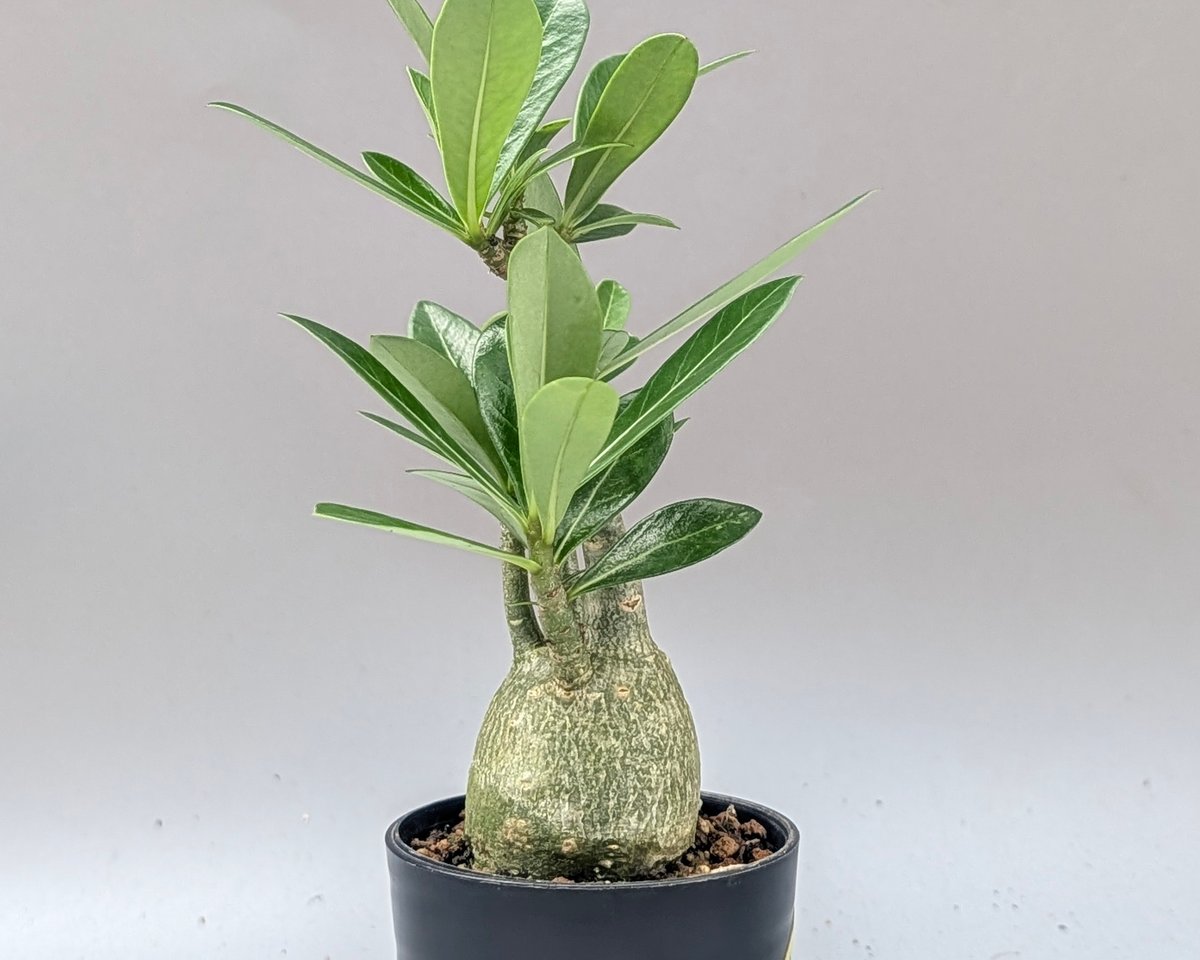 実生 アデニウム アラビカム　２株セットA アデニウム アラビカム 実生株 Adenium arabicum 010 | Sunny B
