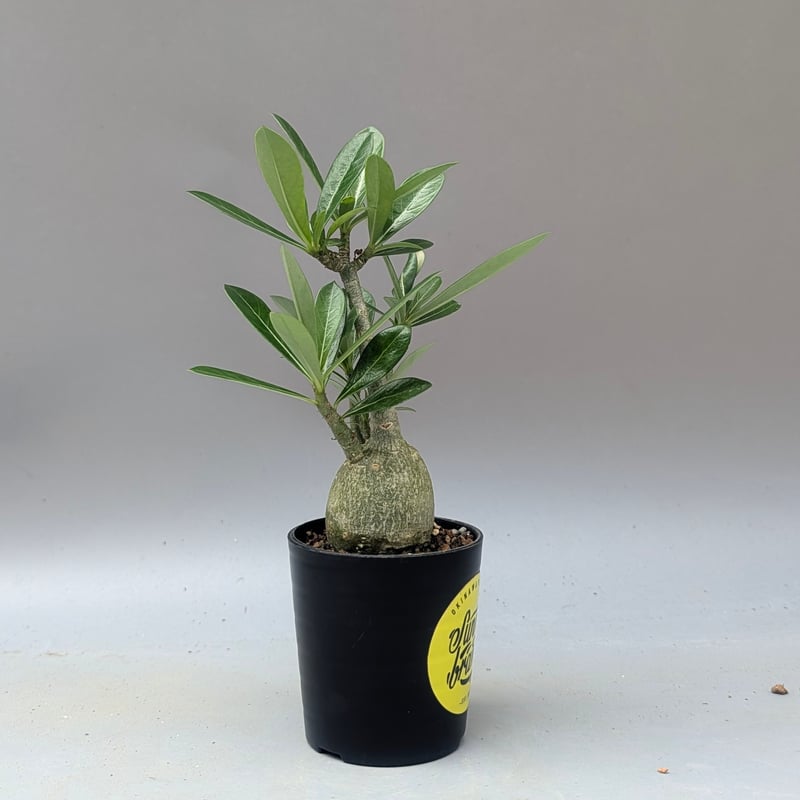 アデニウム アラビカム 実生株 Adenium arabicum 010 | Sunny B