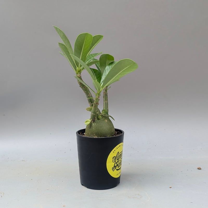 アデニウム アラビカム 実生株 Adenium arabicum 011 | Sunny B