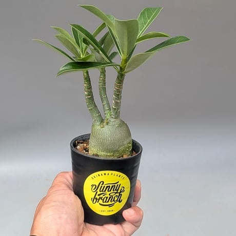 arabicum | STORES