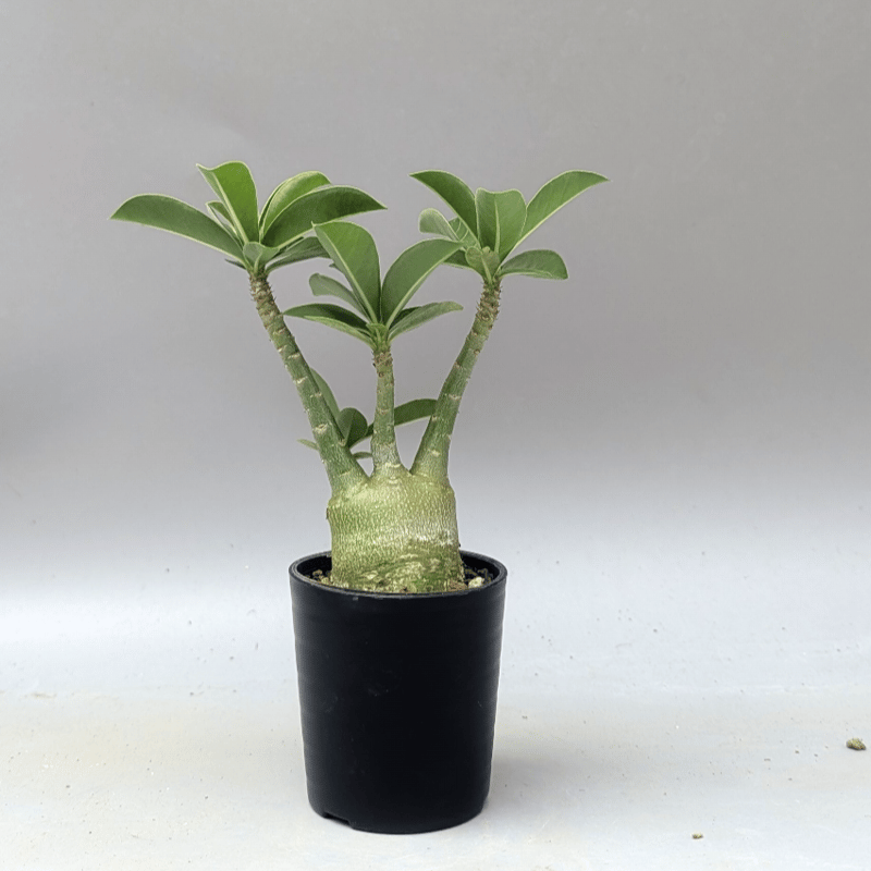 アデニウム アラビカム 実生株 Adenium arabicum 012 | Sunny B
