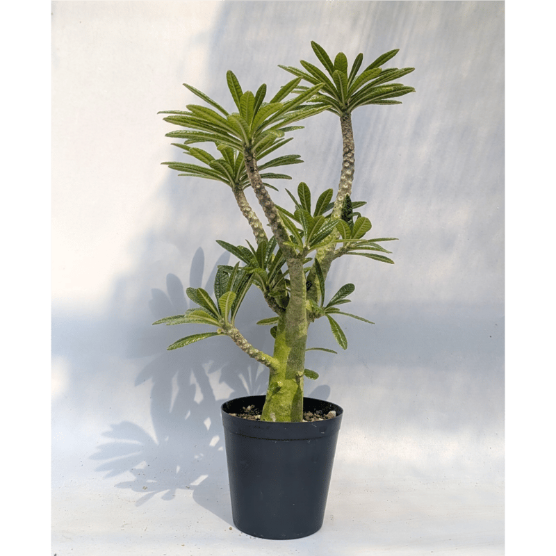 ドルステニア ギガス069 Dorstenia gigas | Sunny Branch