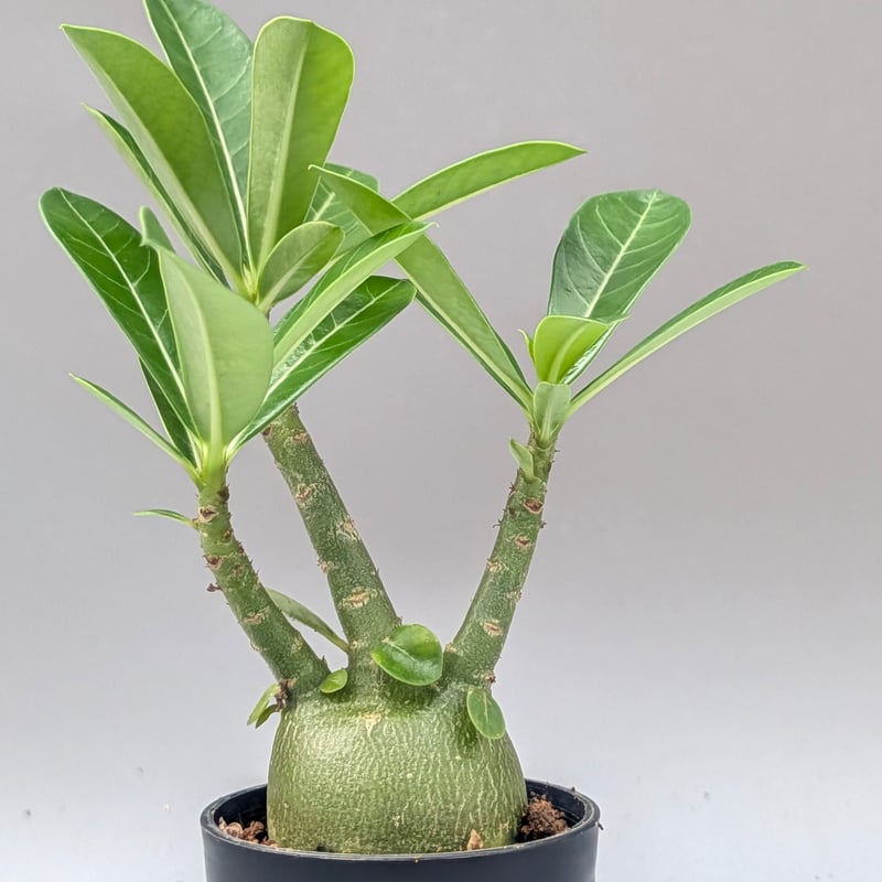 アデニウム アラビカム 実生株 Adenium arabicum 011 | Sunny B