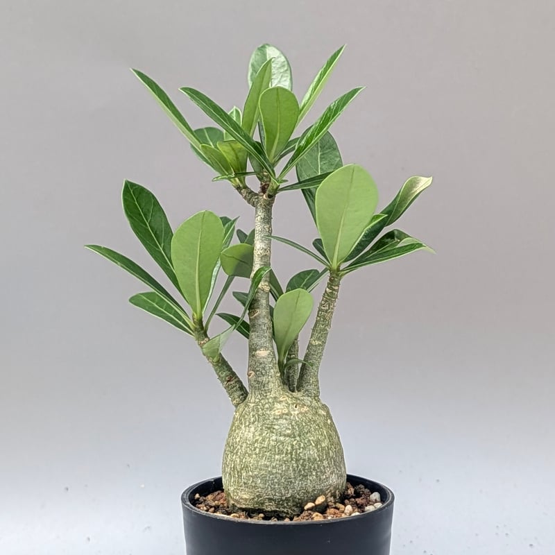実生 アデニウム アラビカム　２株セット① アデニウム アラビカム 実生株 Adenium arabicum 010 | Sunny B