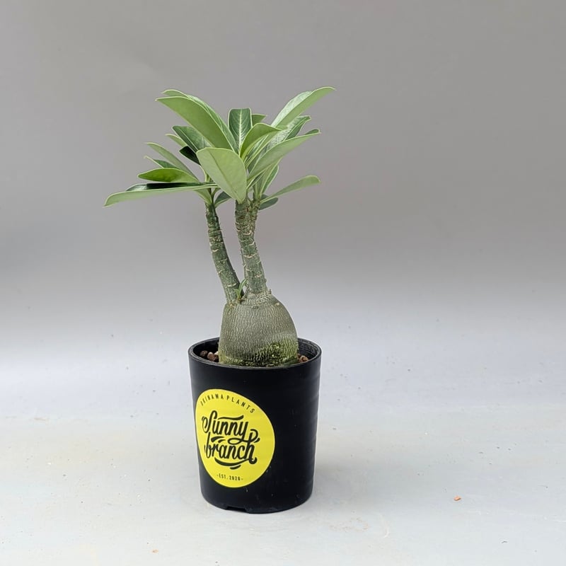 アデニウム アラビカム 実生株 Adenium arabicum 007 | Sunny B