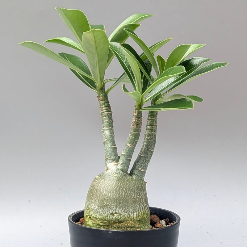 アデニウム アラビカム 実生株 Adenium arabicum 007 | Sunny B
