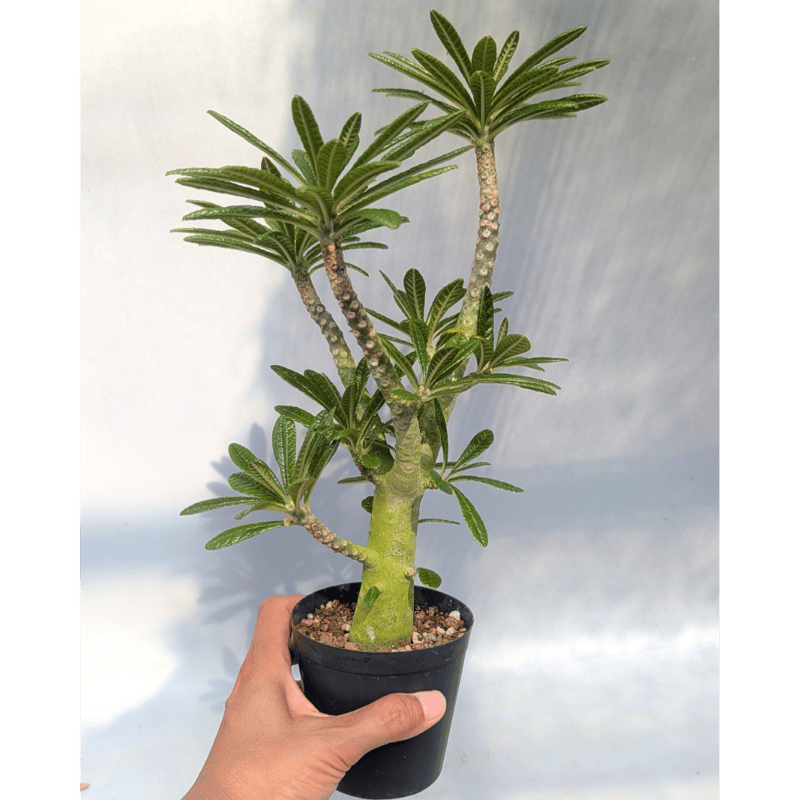 ドルステニア ギガス069 Dorstenia gigas | Sunny Branch