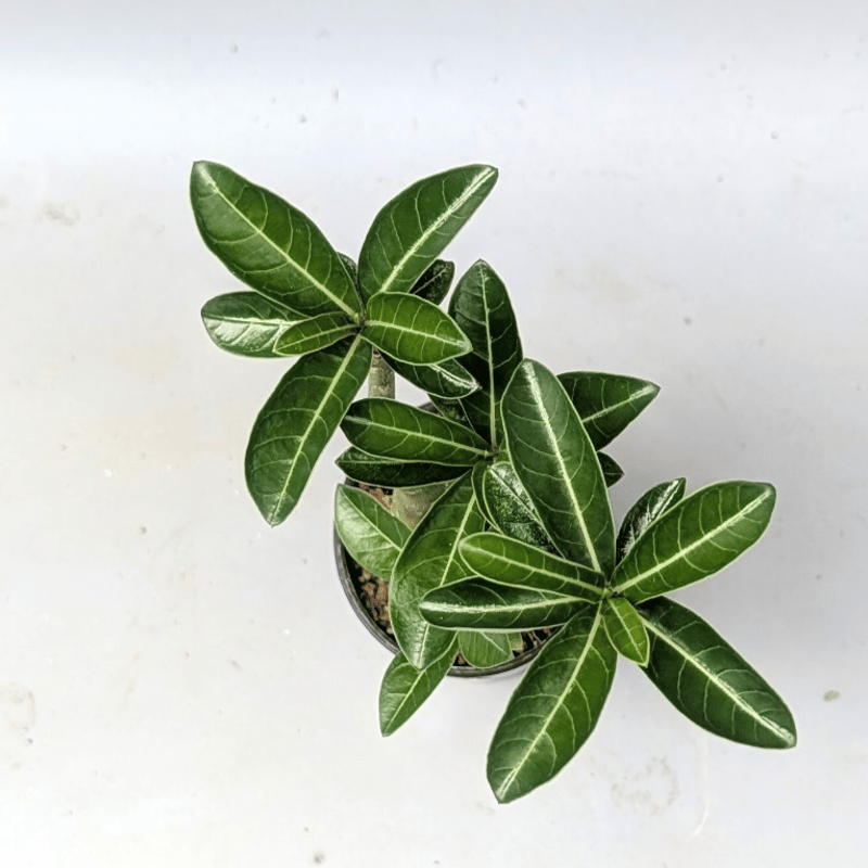 アデニウム アラビカム 実生株 Adenium arabicum 012 | Sunny B
