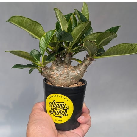 徳之島GROWN 　ウィンゾリー30粒 ウィンゾリー | STORES
