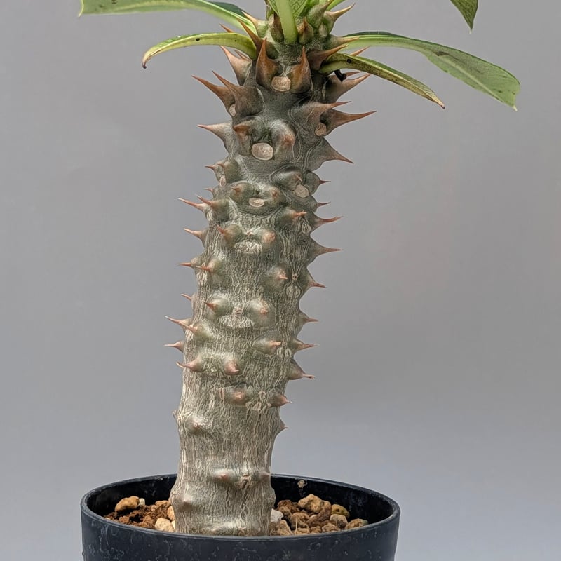 パキポディウム バロニー実生株047 Pachypodium baronii | Sunny