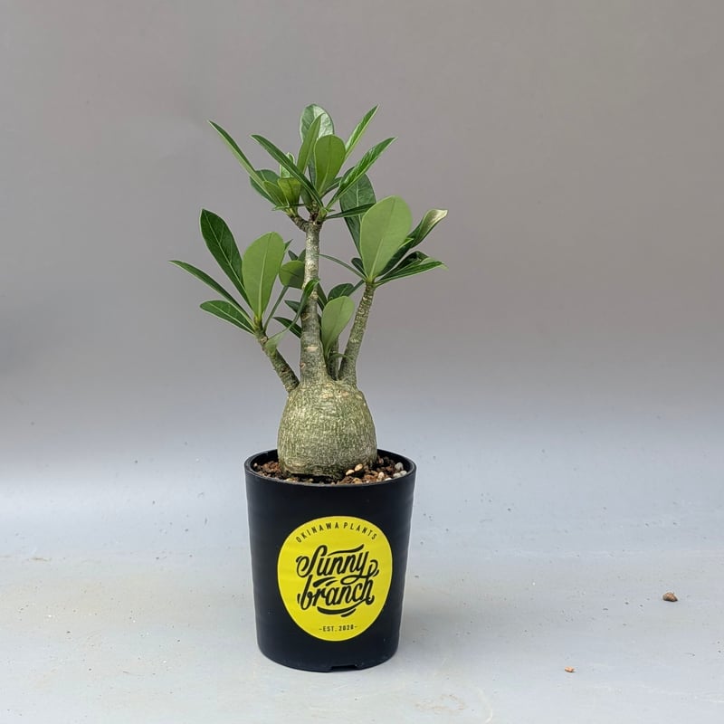 アデニウム アラビカム 実生株 Adenium arabicum 010 | Sunny B