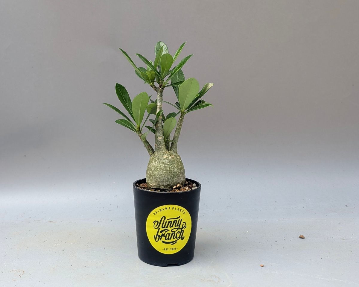 アデニウム アラビカム 実生株 Adenium arabicum 010 | Sunny B