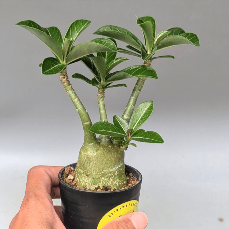 アデニウム アラビカム 実生株 Adenium arabicum 012 | Sunny B