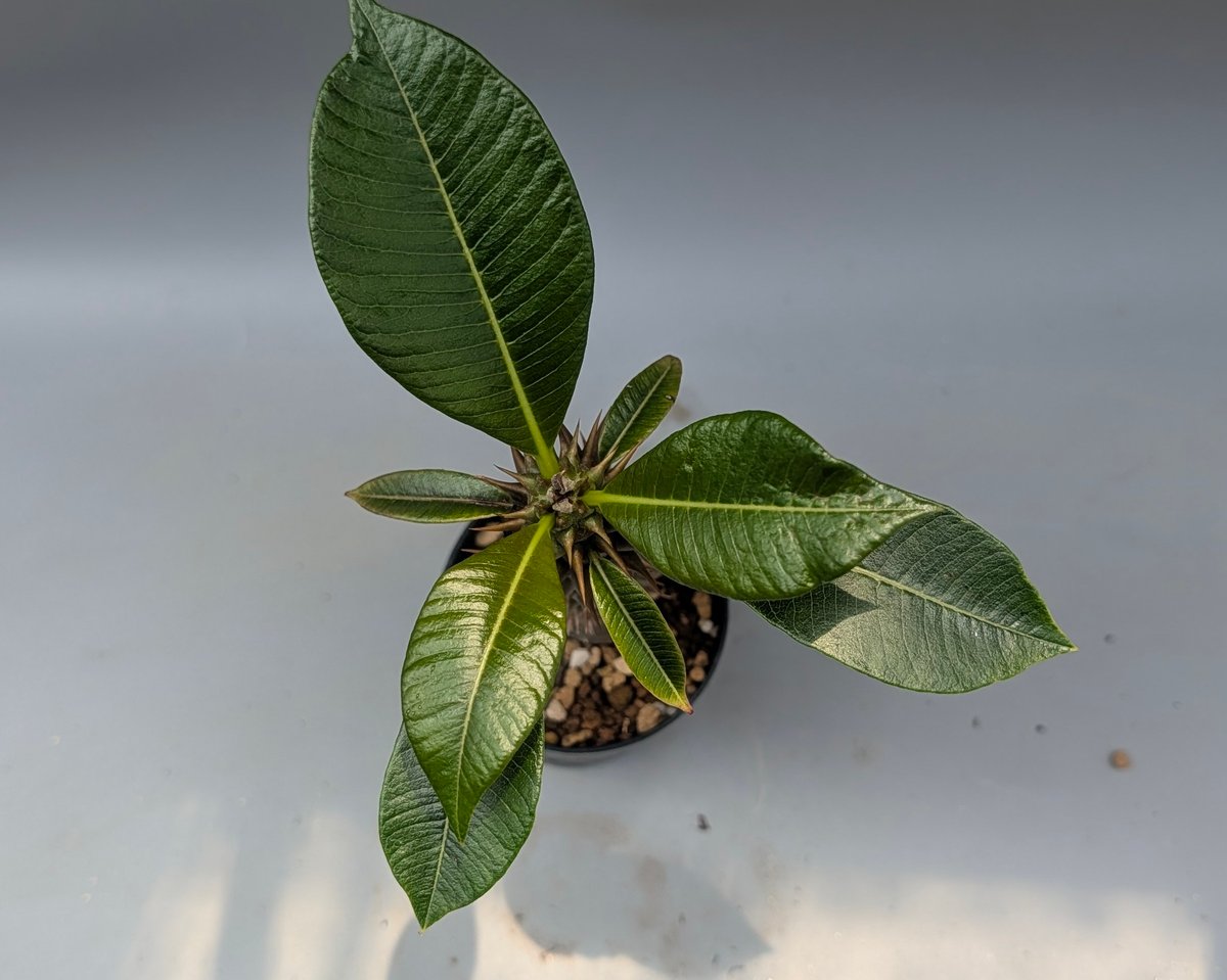 パキポディウム バロニー実生株047 Pachypodium baronii | Sunny
