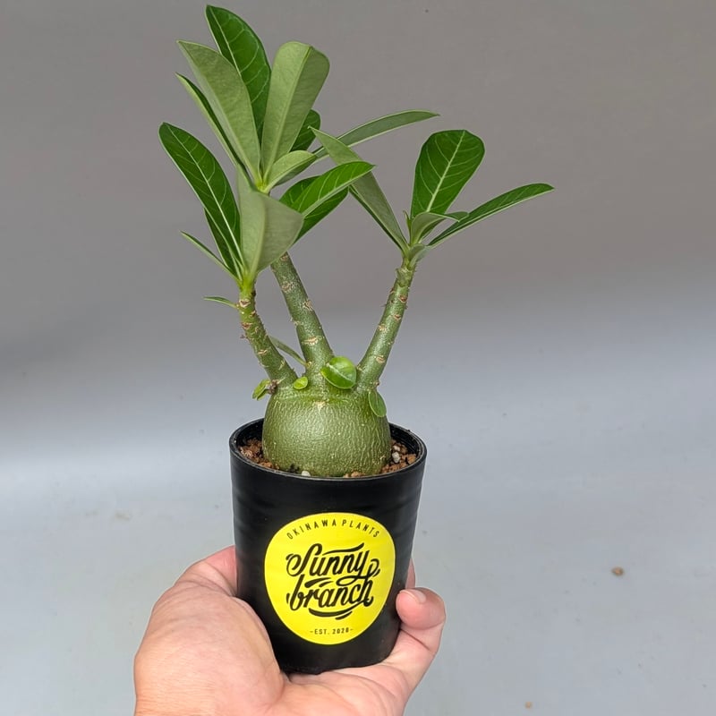 実生 アデニウム アラビカム　２株セット③ アデニウム アラビカム 実生株 Adenium arabicum 011 | Sunny B