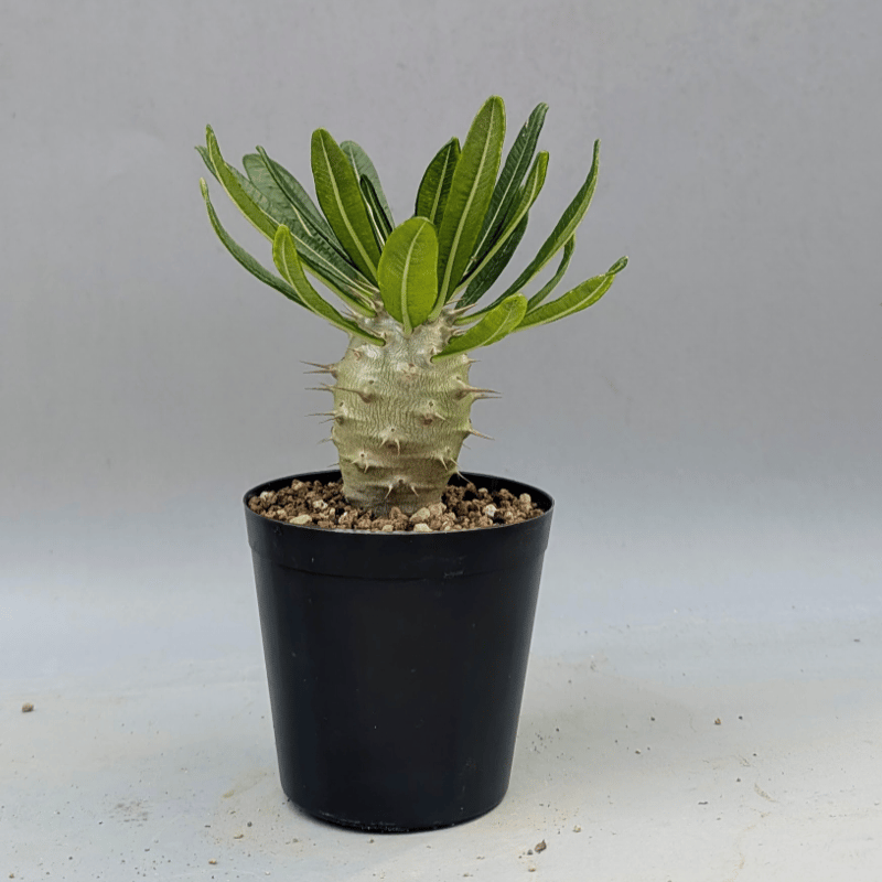パキポディウム アンボンゲンセ 018 Pachypodium ambongense | Su