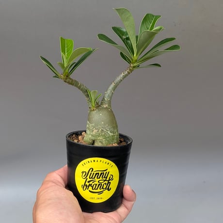 CATEGORY コーデックス | Sunny Branch