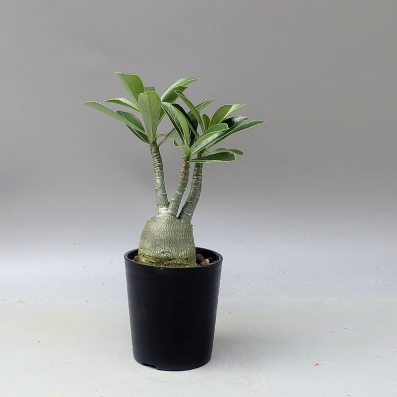 アデニウム アラビカム 実生株 Adenium arabicum 007 | Sunny B