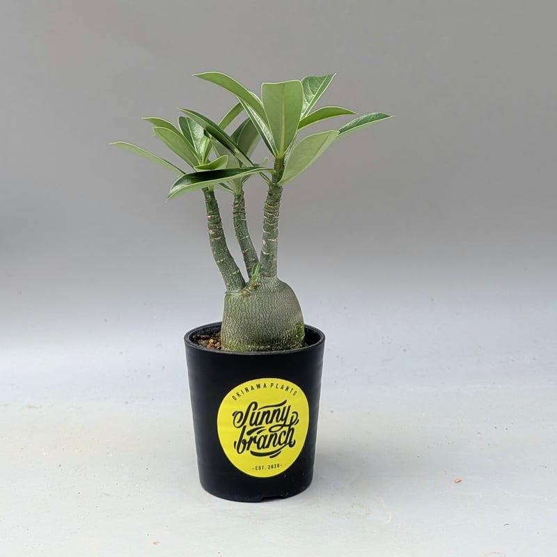 アデニウム アラビカム 実生株 Adenium arabicum 007 | Sunny B