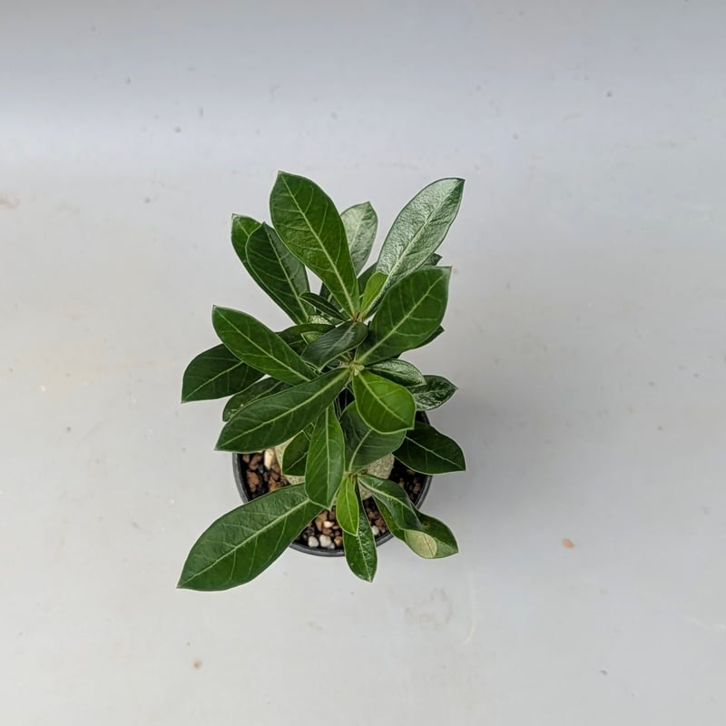 アデニウム アラビカム 実生株 Adenium arabicum 010 | Sunny B