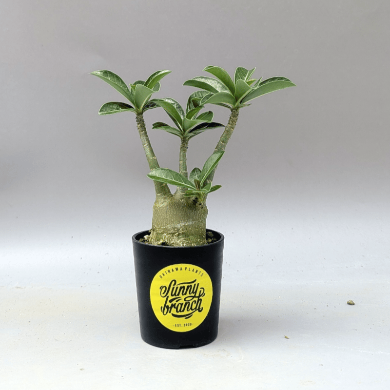 アデニウム アラビカム 実生株 Adenium arabicum 012 | Sunny B