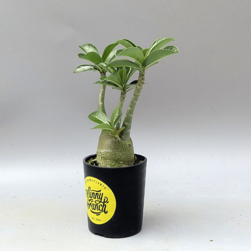 アデニウム アラビカム 実生株 Adenium arabicum 012 | Sunny B