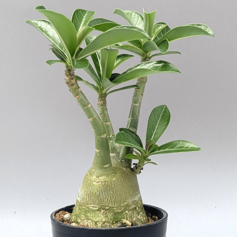 アデニウム アラビカム 実生株 Adenium arabicum 012 | Sunny B