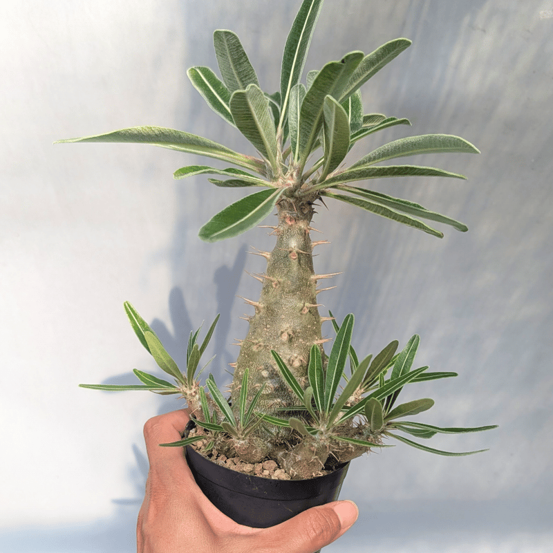 パキポディウム カクチペス 実生株 039 Pachypodium cactipes | Su