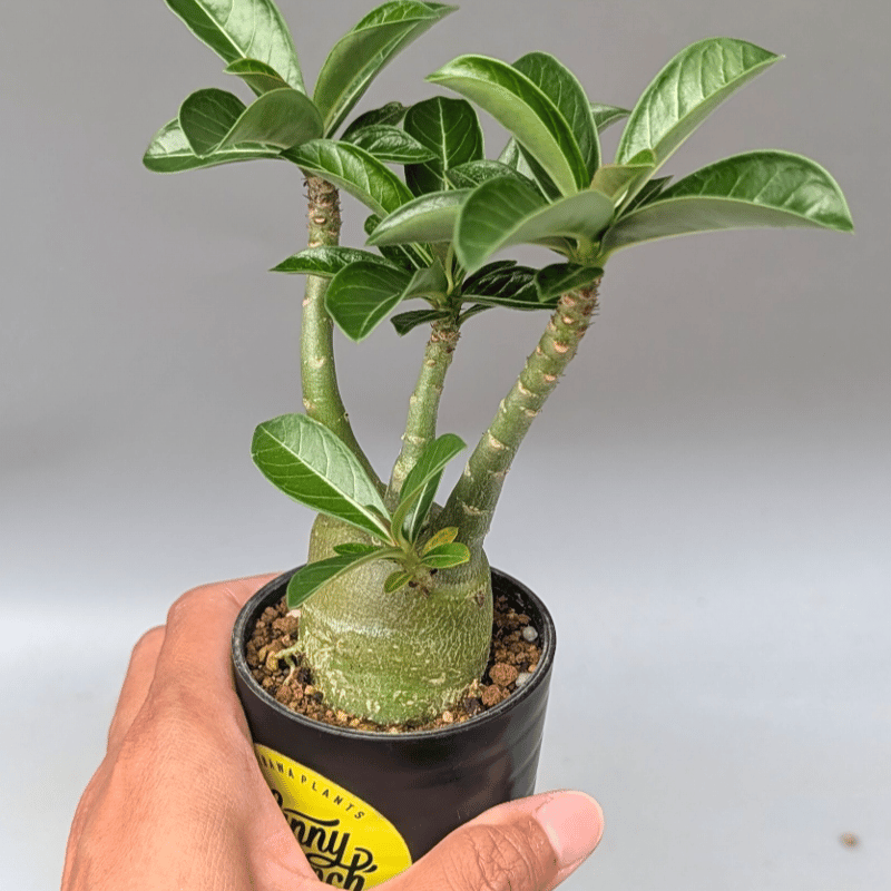 アデニウム アラビカム 実生株 Adenium arabicum 012 | Sunny B