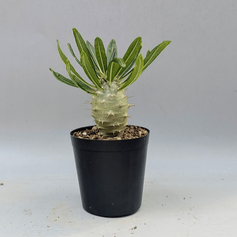パキポディウム アンボンゲンセ 018 Pachypodium ambongense | Su