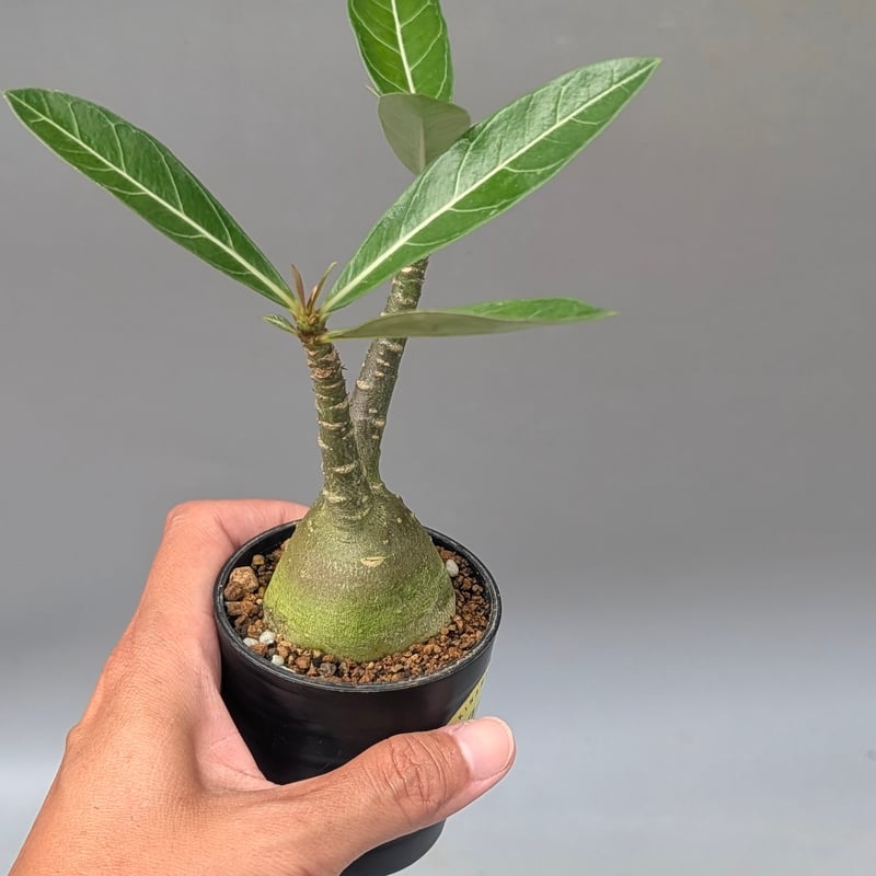 アデニウム アラビカム 実生株 Adenium arabicum 009 | Sunny B