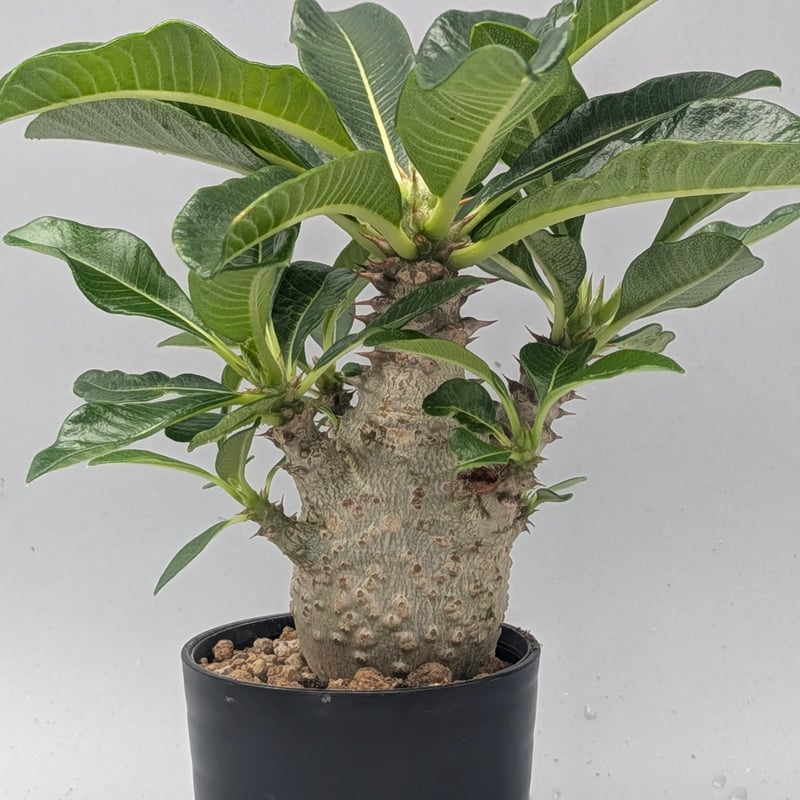 パキポディウム ウィンゾリー 実生株 190 Pachypodium windsorii |
