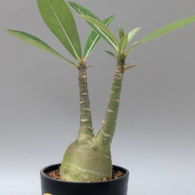 実生 アデニウム アラビカム　２株セット② アデニウム アラビカム 実生株 Adenium arabicum 009 | Sunny B