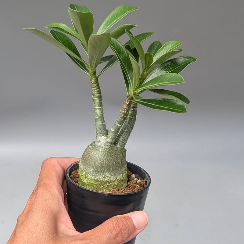 アデニウム アラビカム 実生株 Adenium arabicum 007 | Sunny B