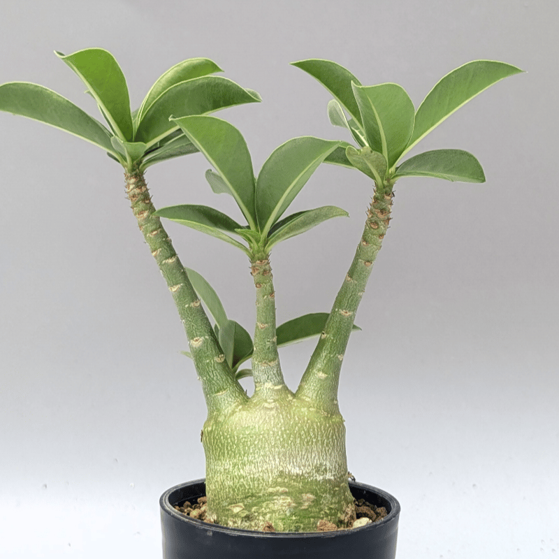 アデニウム アラビカム 実生株 Adenium arabicum 012 | Sunny B