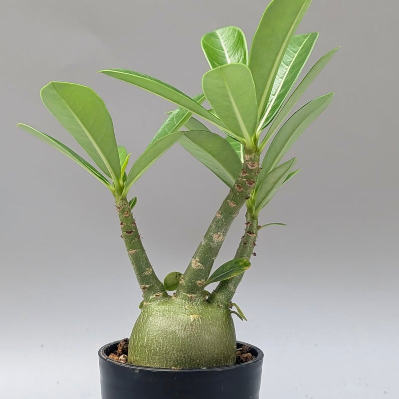 アデニウム アラビカム 実生株 Adenium arabicum 011 | Sunny B