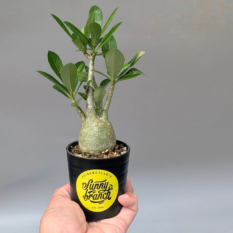 アデニウム アラビカム 実生株 Adenium arabicum 010 | Sunny B