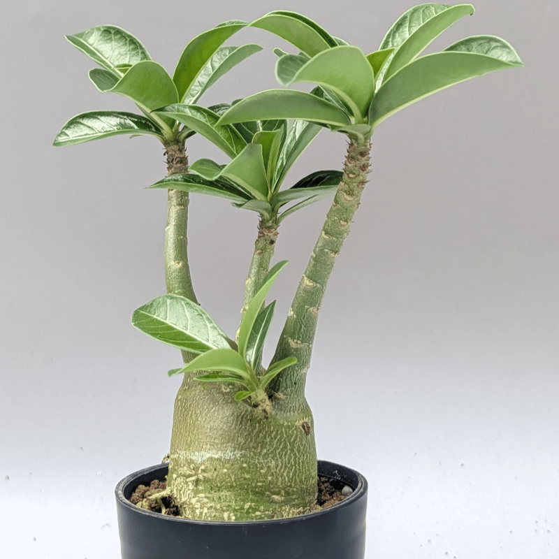 実生 アデニウム アラビカム　２株セット④ アデニウム アラビカム 実生株 Adenium arabicum 012 | Sunny B
