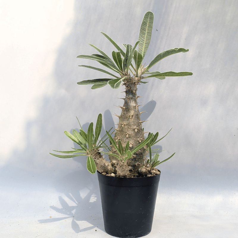 パキポディウム カクチペス 実生株 039 Pachypodium cactipes | Su
